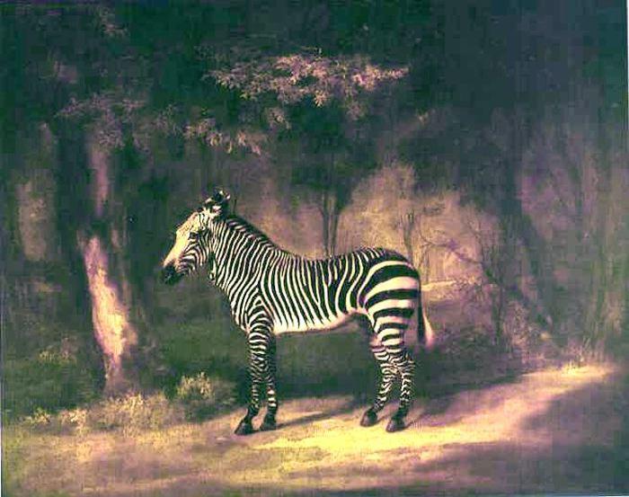 Wikoo.org - موسوعة الفنون الجميلة - اللوحة، العمل الفني George Stubbs - A Zebra