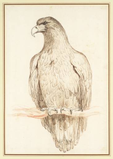 WikiOO.org - אנציקלופדיה לאמנויות יפות - ציור, יצירות אמנות George Stubbs - Study of an Eagle