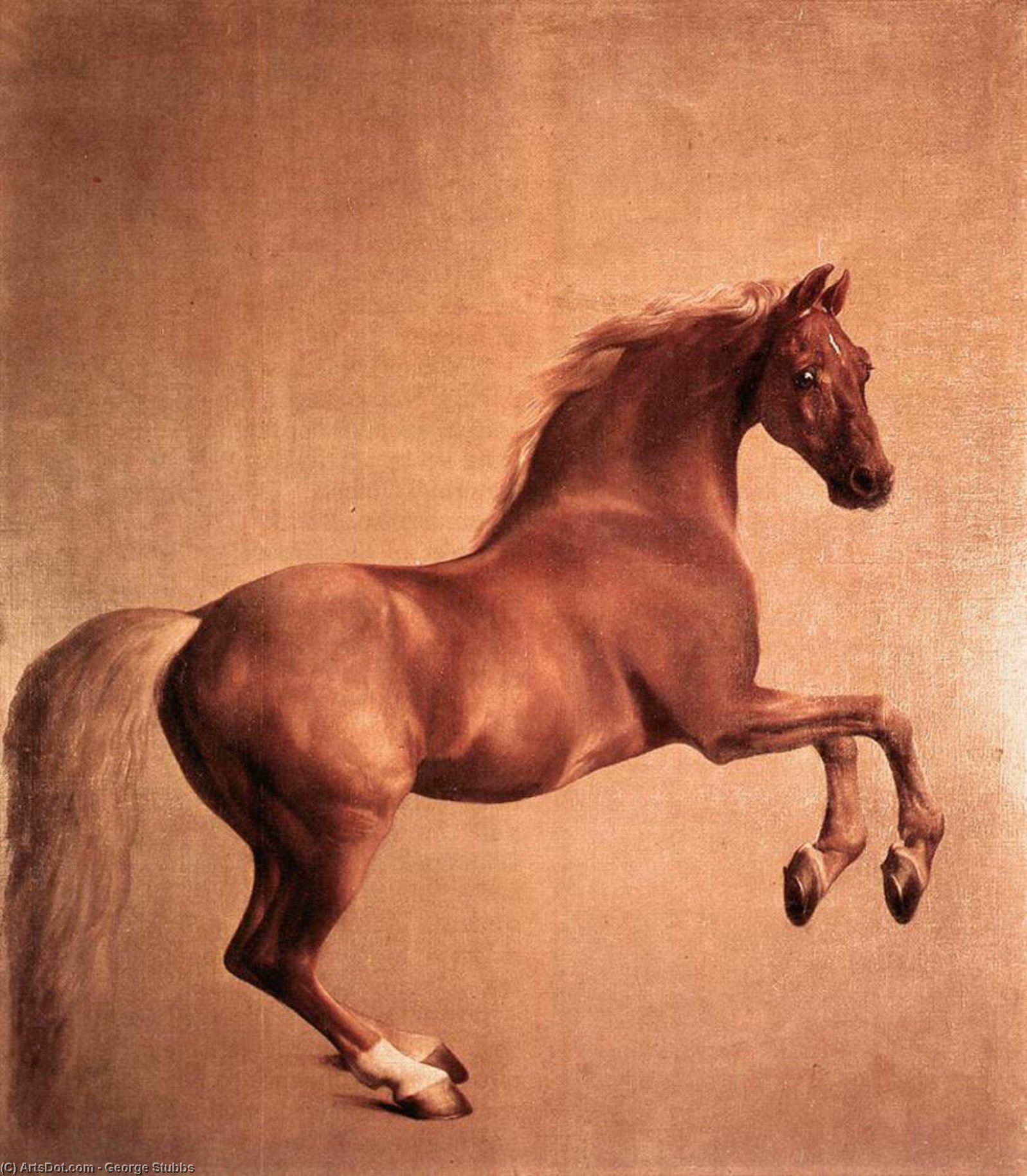 Wikioo.org - The Encyclopedia of Fine Arts - Painting, Artwork by George Stubbs - Whistlejacket