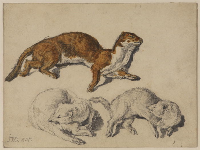 WikiOO.org - Encyclopedia of Fine Arts - Maleri, Artwork James Ward - Three studies of a stoat