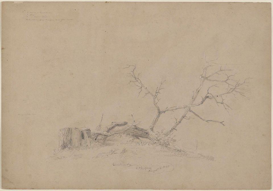 Wikioo.org - สารานุกรมวิจิตรศิลป์ - จิตรกรรม Jasper Francis Cropsey - Felled Chestnut Tree