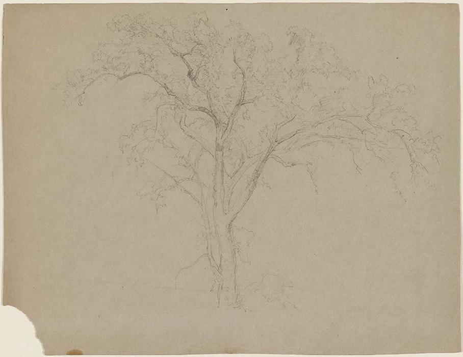 WikiOO.org - Encyclopedia of Fine Arts - Schilderen, Artwork Jasper Francis Cropsey - Large Tree
