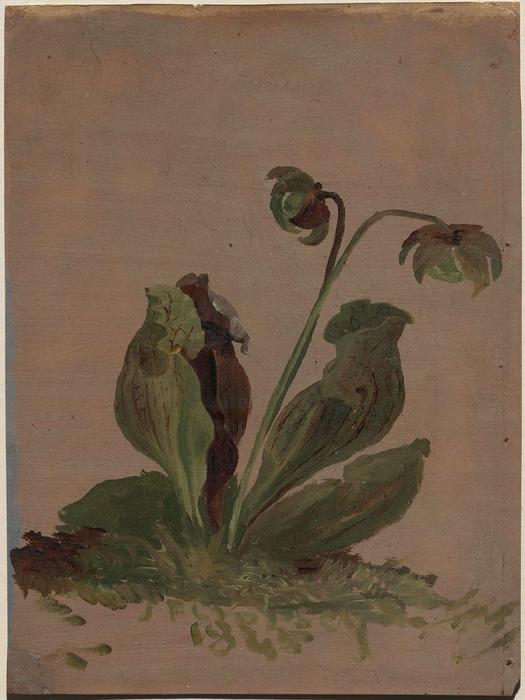 WikiOO.org - Encyclopedia of Fine Arts - Malba, Artwork Jasper Francis Cropsey - Pitcher Plant in Blossom