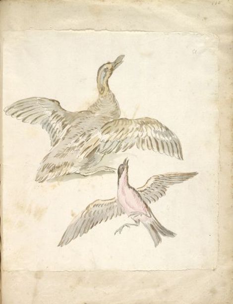 Wikioo.org - The Encyclopedia of Fine Arts - Painting, Artwork by Jean-Baptiste Oudry - Duck and Bird, both with Wings Extended
