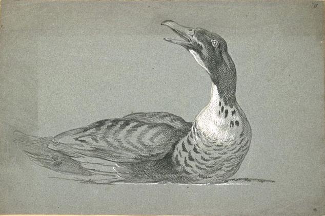 WikiOO.org - Encyclopedia of Fine Arts - Maalaus, taideteos Jean-Baptiste Oudry - Duck swimming