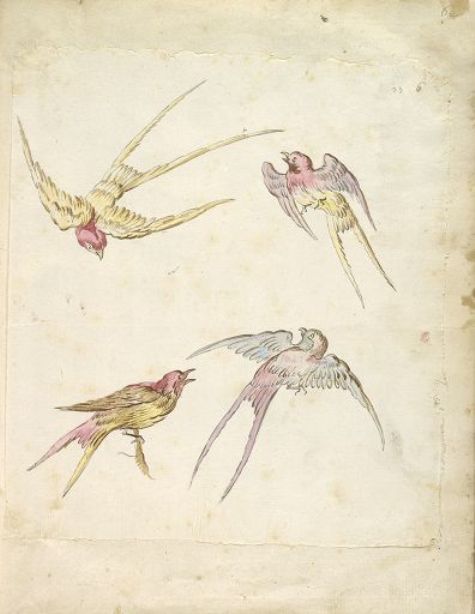 WikiOO.org - Encyclopedia of Fine Arts - Malba, Artwork Jean-Baptiste Oudry - Four Swallows, One Perched and Three in Flight