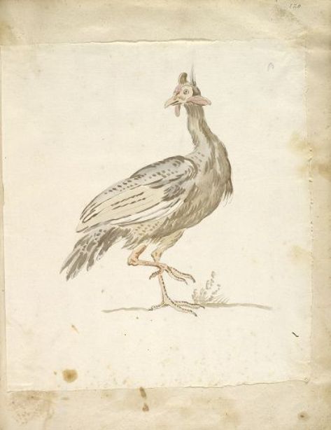 Wikioo.org - The Encyclopedia of Fine Arts - Painting, Artwork by Jean-Baptiste Oudry - Guinea-fowl