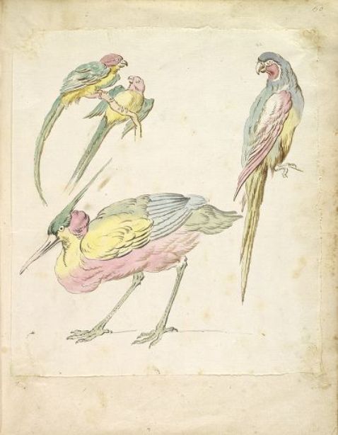 Wikioo.org - Encyklopedia Sztuk Pięknych - Malarstwo, Grafika Jean-Baptiste Oudry - Hunched Heron and Three Perched Parrots