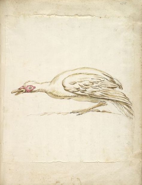 Wikoo.org - موسوعة الفنون الجميلة - اللوحة، العمل الفني Jean-Baptiste Oudry - Hunching Duck in Profile to the Left