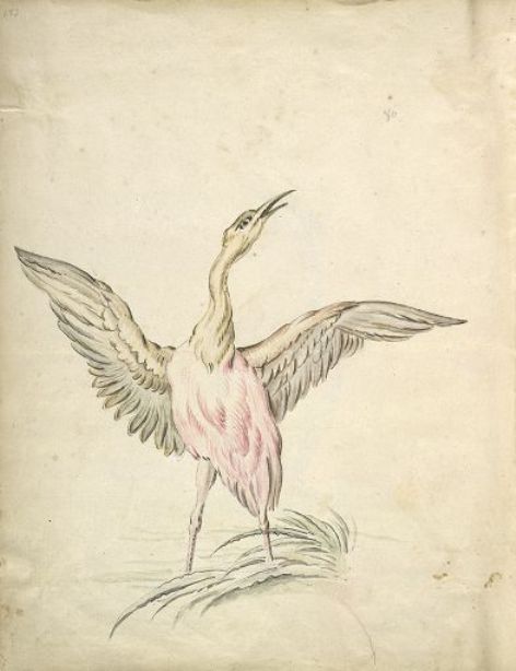 Wikioo.org - The Encyclopedia of Fine Arts - Painting, Artwork by Jean-Baptiste Oudry - Standing Bird with Wings Outspread