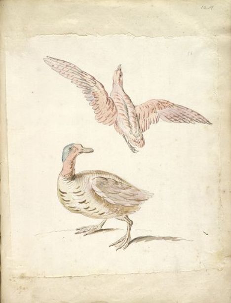 Wikioo.org - The Encyclopedia of Fine Arts - Painting, Artwork by Jean-Baptiste Oudry - Standing Duck and Bird in Flight