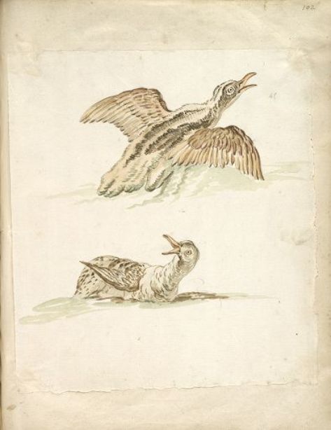 Wikioo.org - The Encyclopedia of Fine Arts - Painting, Artwork by Jean-Baptiste Oudry - Two Ducks in the Water, One Taking Flight