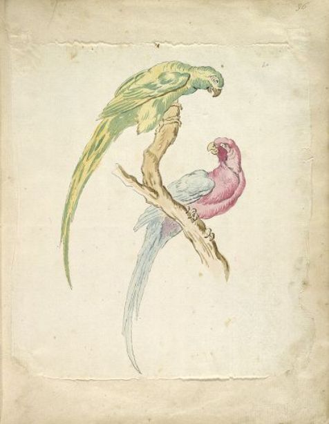 WikiOO.org - Энциклопедия изобразительного искусства - Живопись, Картины  Jean-Baptiste Oudry - два попугая Возвышаясь на Branch