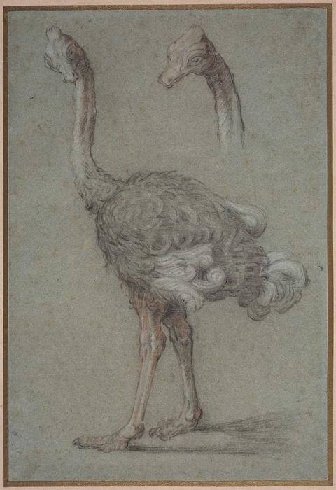 Wikioo.org - The Encyclopedia of Fine Arts - Painting, Artwork by Jean-Baptiste Oudry - Two Studies of an Ostrich