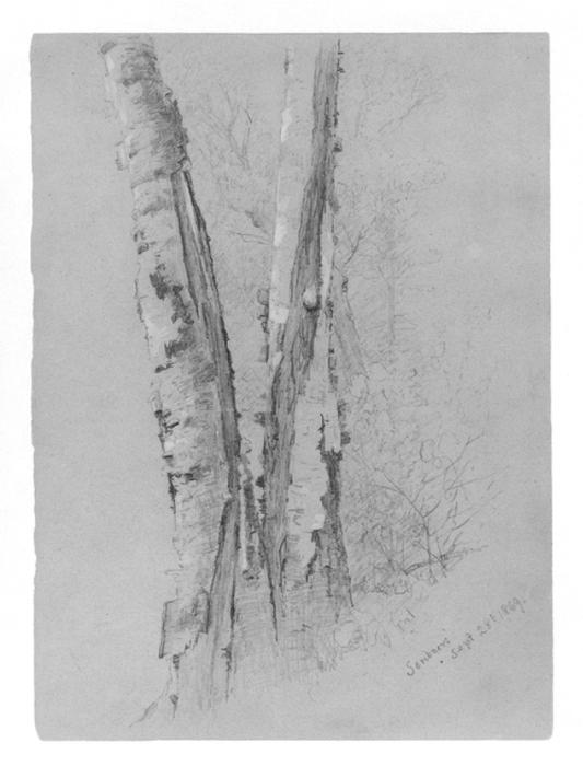 Wikioo.org - The Encyclopedia of Fine Arts - Painting, Artwork by Jervis Mcentee - Study of Birch Trunks