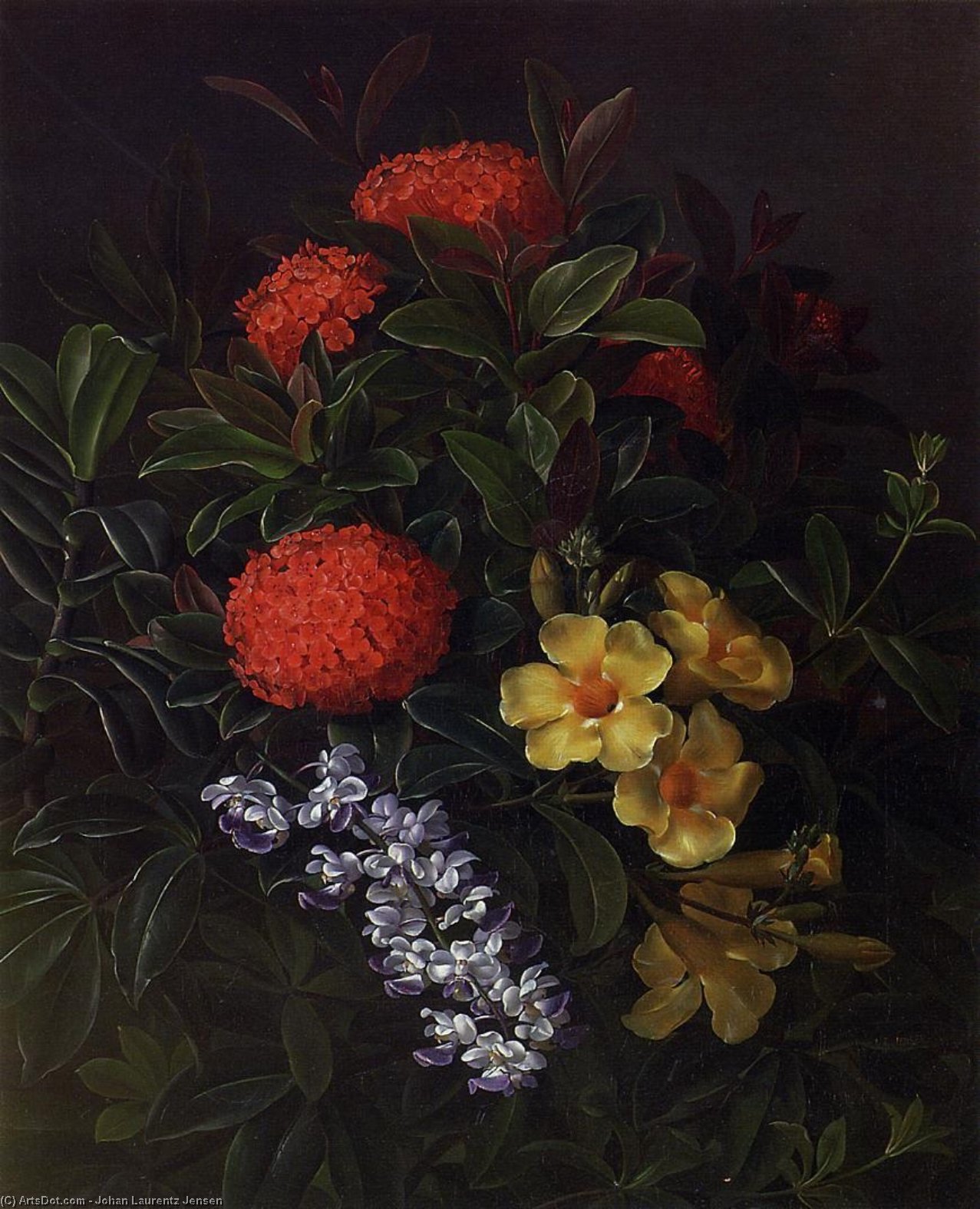 Wikioo.org - The Encyclopedia of Fine Arts - Painting, Artwork by Johan Laurentz Jensen - Allemanda, Ixora and Orchids
