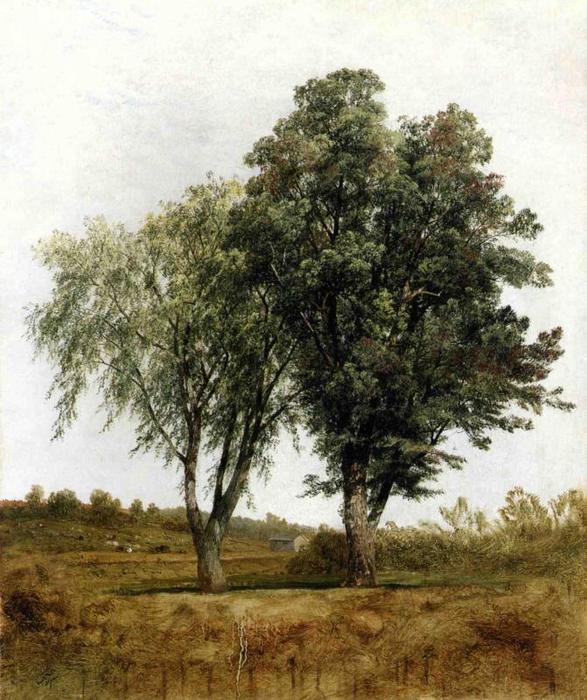 Wikioo.org - The Encyclopedia of Fine Arts - Painting, Artwork by John Frederick Kensett - A Study of Trees
