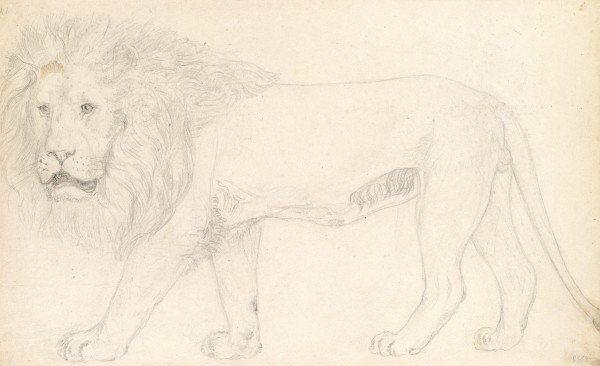 WikiOO.org - Εγκυκλοπαίδεια Καλών Τεχνών - Ζωγραφική, έργα τέχνης John Frederick Lewis - A lion at the 'Old Exeter Change'