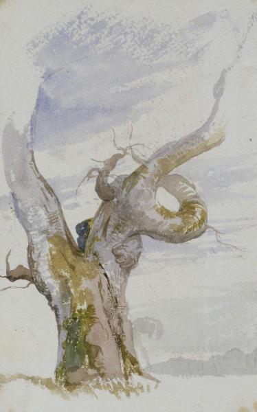 WikiOO.org - Encyclopedia of Fine Arts - Maleri, Artwork John Frederick Lewis - Beech tree, Windsor Forest
