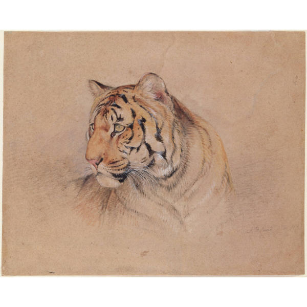 Wikioo.org - สารานุกรมวิจิตรศิลป์ - จิตรกรรม John Frederick Lewis - Tiger