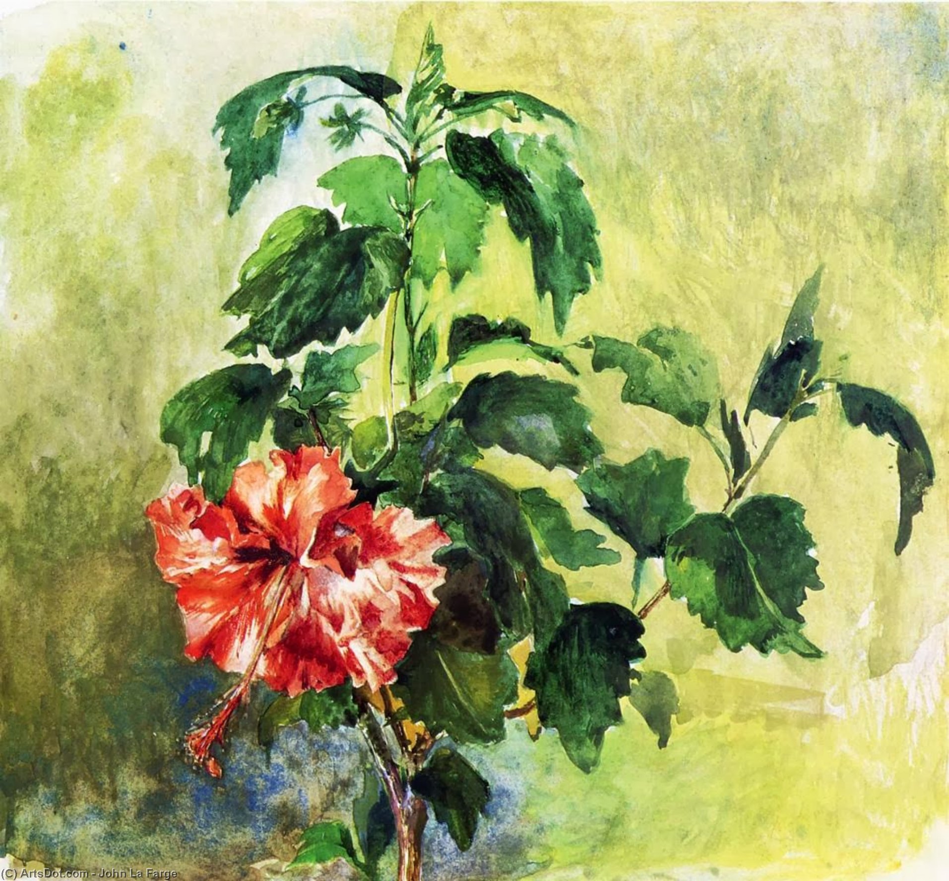 Wikioo.org - The Encyclopedia of Fine Arts - Painting, Artwork by John La Farge - The Hibiscus, Tahiti, Society Islands