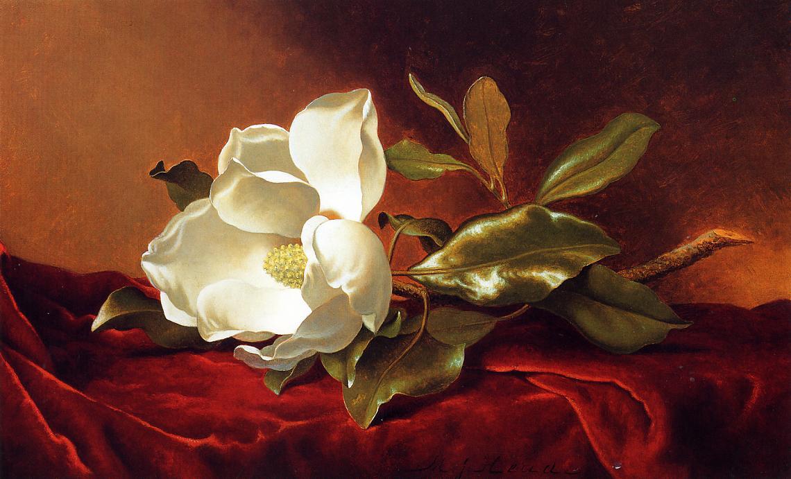 Wikioo.org - The Encyclopedia of Fine Arts - Painting, Artwork by Martin Johnson Heade - A Magnolia on Red Velvet