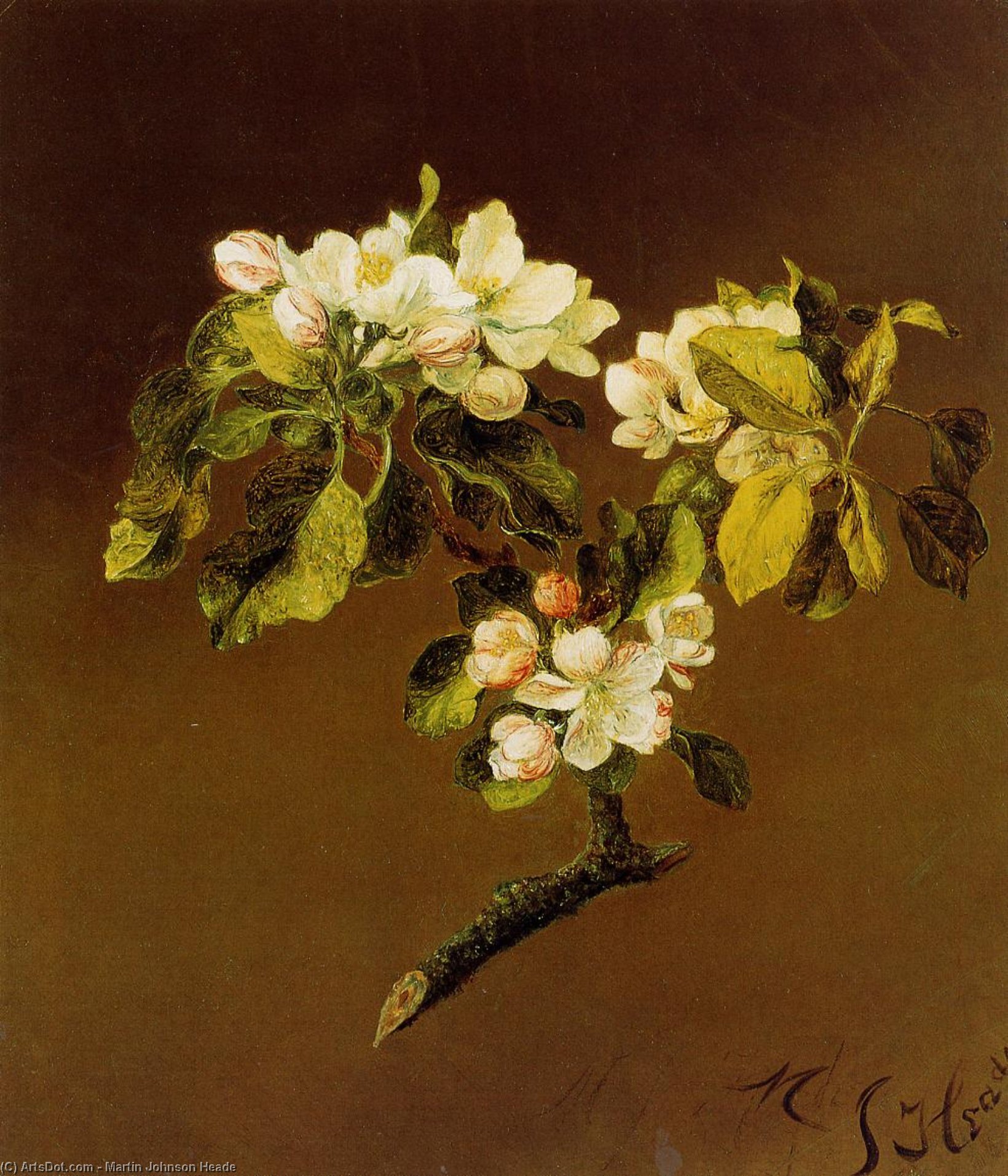 Wikioo.org – La Enciclopedia de las Bellas Artes - Pintura, Obras de arte de Martin Johnson Heade - Un spray de flores de Apple