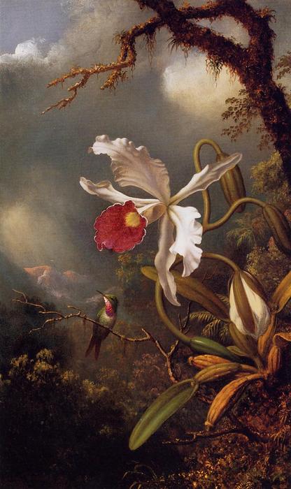 WikiOO.org - Encyclopedia of Fine Arts - Maalaus, taideteos Martin Johnson Heade - An Amethyst Hummingbird with a White Orchid