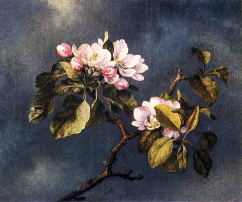 Wikioo.org – L'Enciclopedia delle Belle Arti - Pittura, Opere di Martin Johnson Heade - Mela Blossoms
