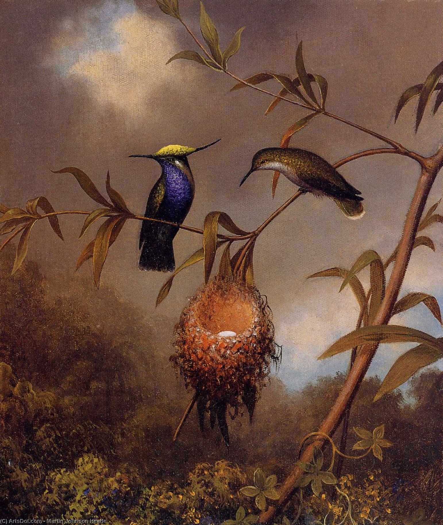 Wikioo.org - The Encyclopedia of Fine Arts - Painting, Artwork by Martin Johnson Heade - Black-Breasted Plovercrest