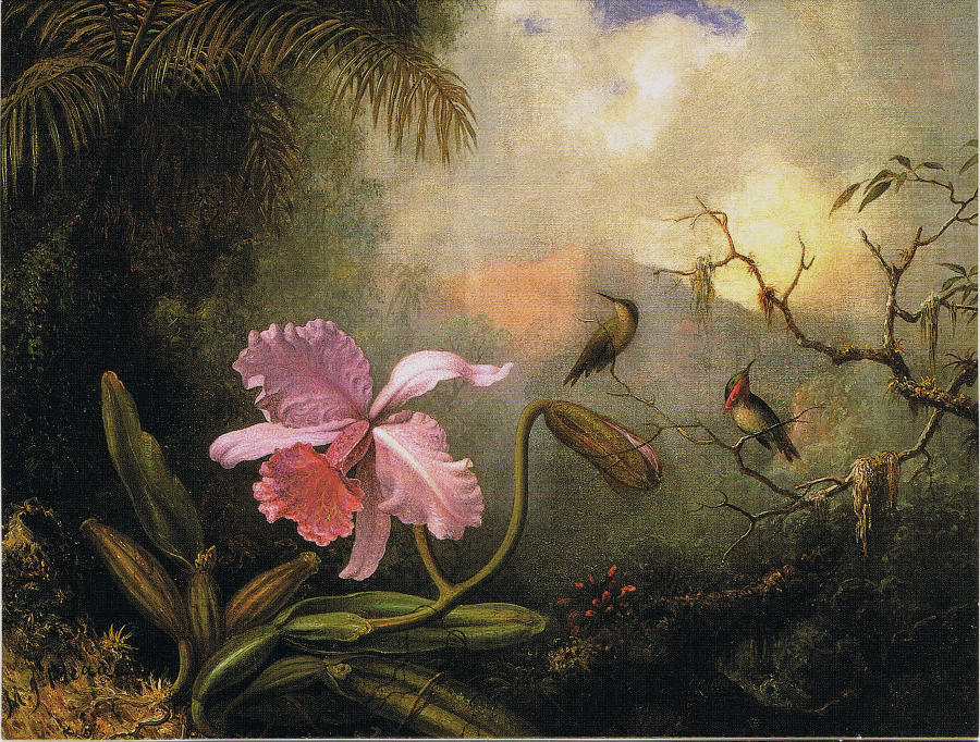 Wikioo.org - The Encyclopedia of Fine Arts - Painting, Artwork by Martin Johnson Heade - Carrleya Orchid with Two Hummingbirds