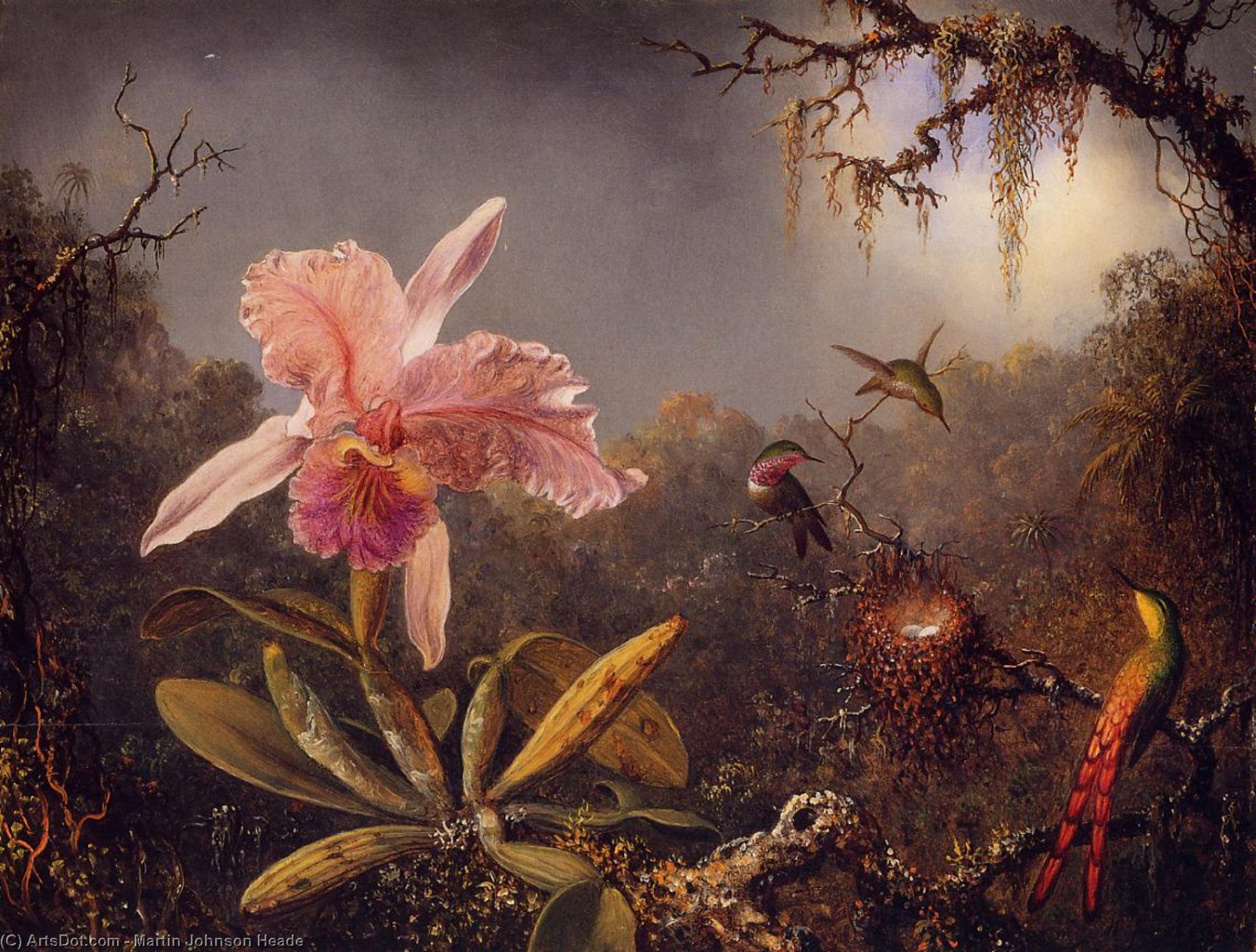 Wikioo.org - The Encyclopedia of Fine Arts - Painting, Artwork by Martin Johnson Heade - Cattleya Orchid and Three Brazilian Hummingbirds
