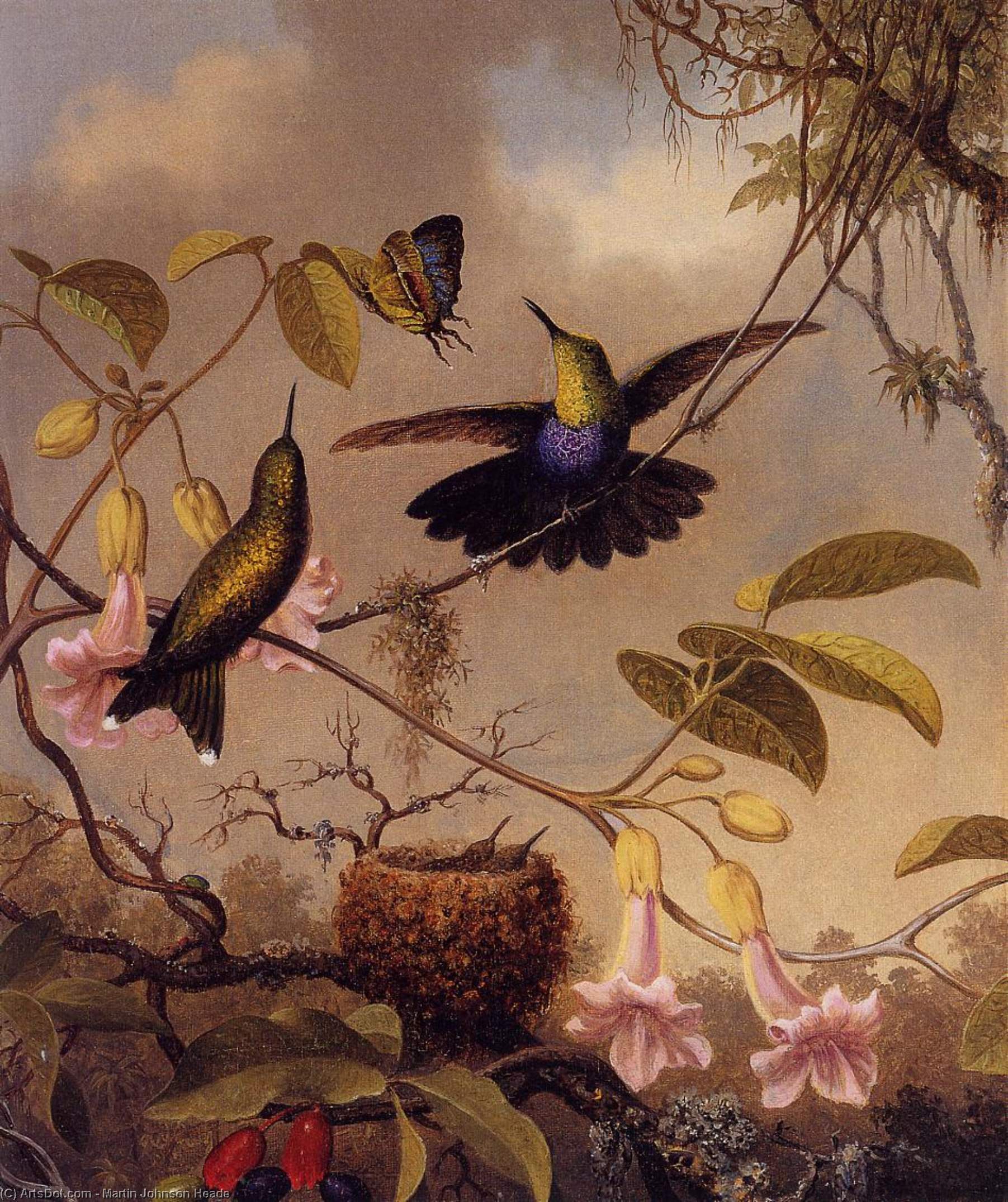Wikioo.org - The Encyclopedia of Fine Arts - Painting, Artwork by Martin Johnson Heade - Fort-Tailed Woodnymph