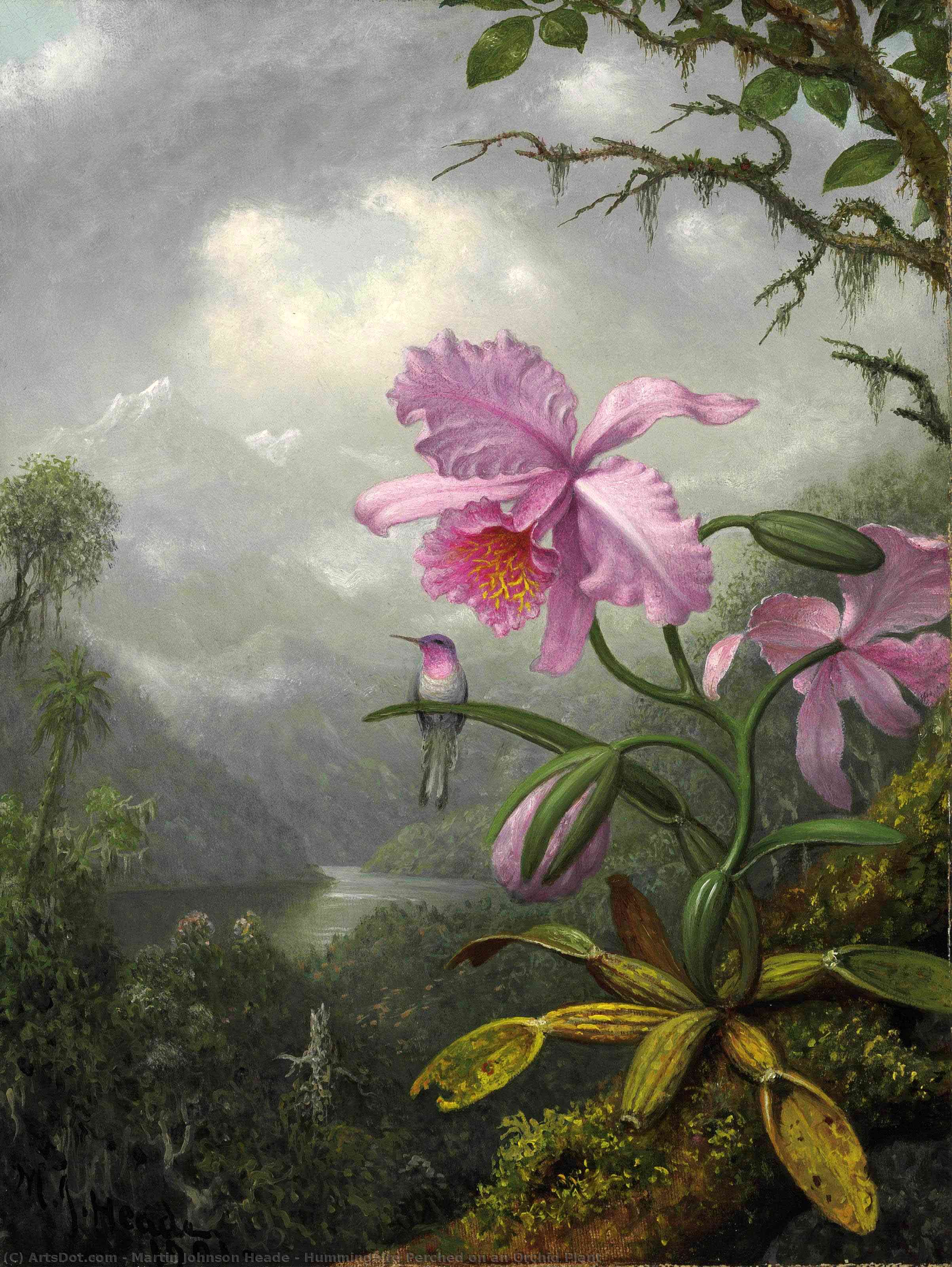Wikioo.org - The Encyclopedia of Fine Arts - Painting, Artwork by Martin Johnson Heade - Hummingbird Perched on an Orchid Plant