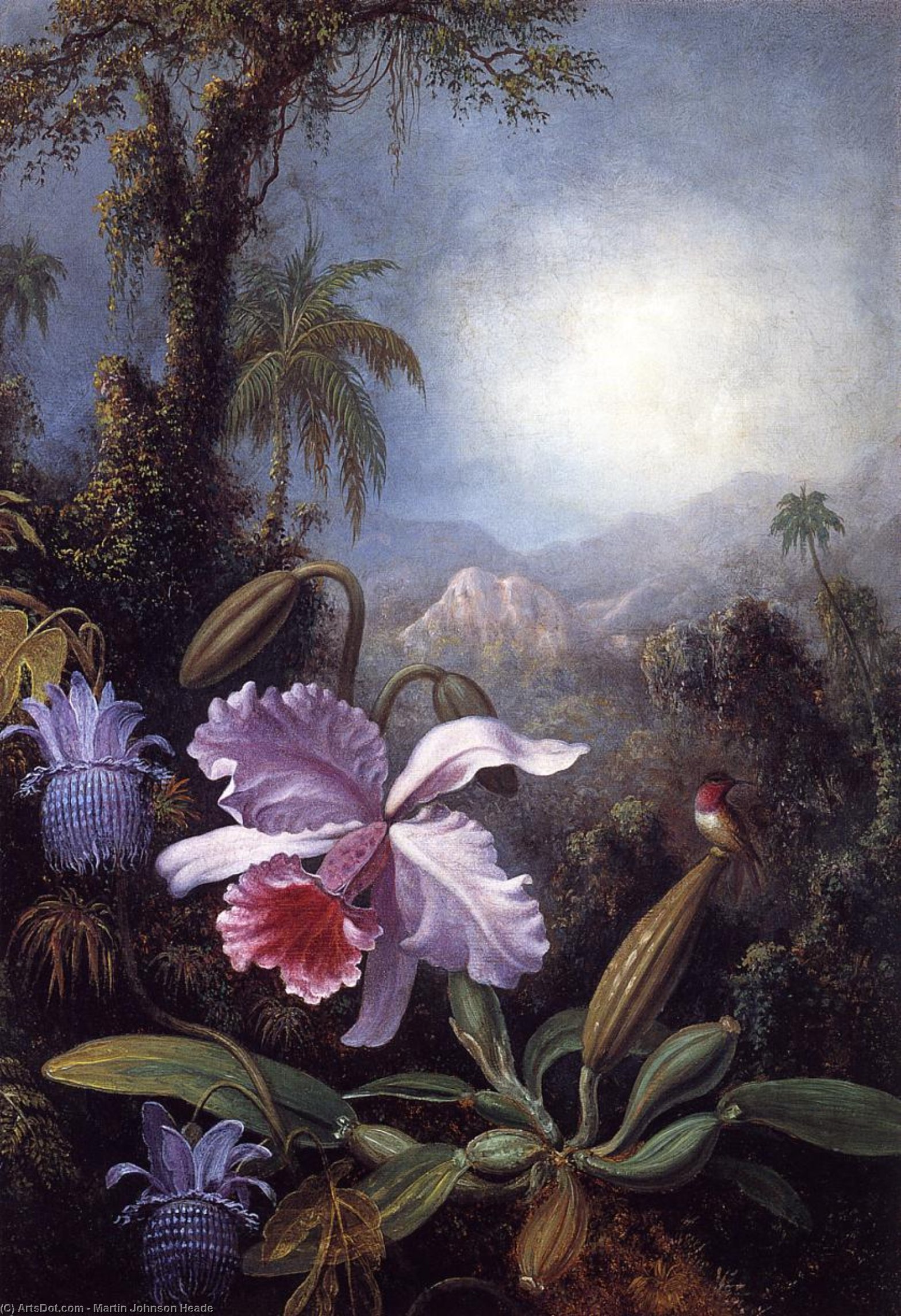 Wikioo.org - The Encyclopedia of Fine Arts - Painting, Artwork by Martin Johnson Heade - Orchids, Passion Flowers and Hummingbird