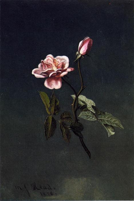 Wikioo.org - The Encyclopedia of Fine Arts - Painting, Artwork by Martin Johnson Heade - Pink Rose