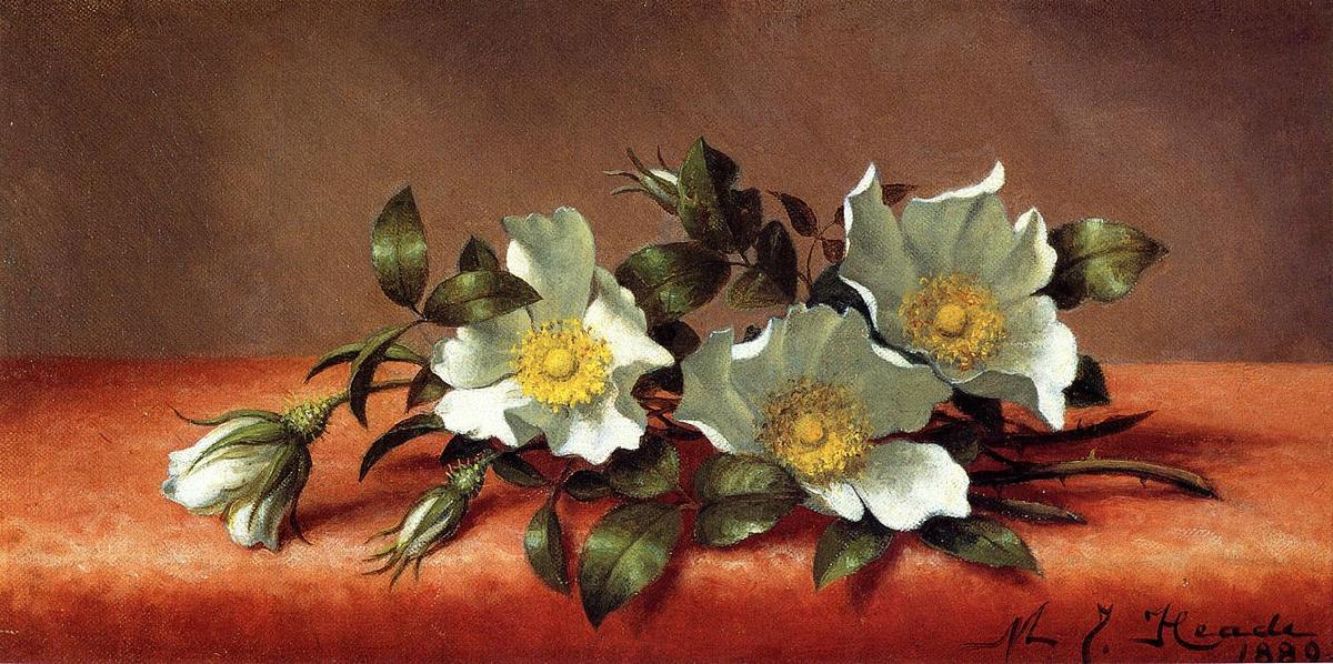 WikiOO.org - Енциклопедия за изящни изкуства - Живопис, Произведения на изкуството Martin Johnson Heade - The Cherokee Rose