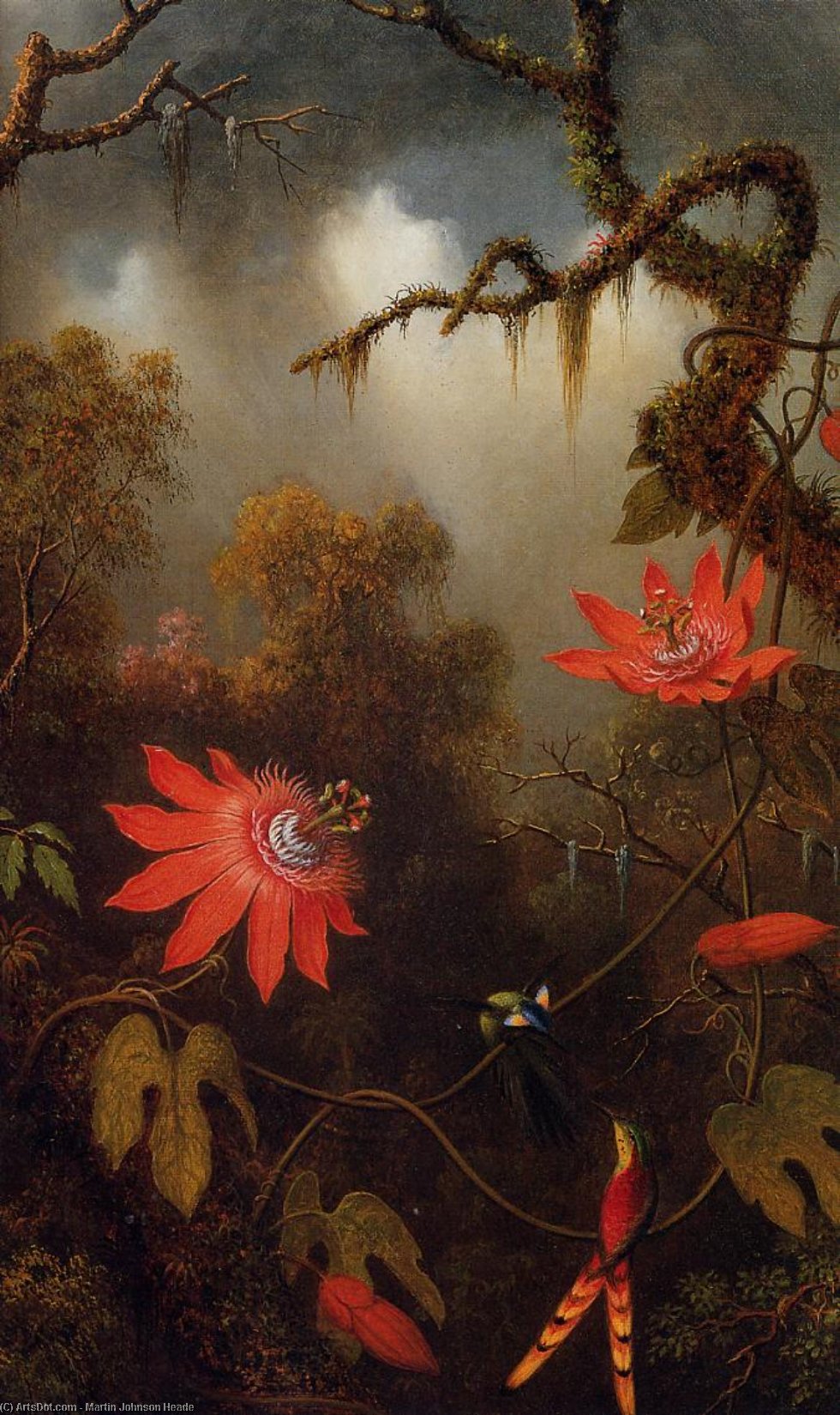 Wikioo.org - The Encyclopedia of Fine Arts - Painting, Artwork by Martin Johnson Heade - Two Hummingbirds Perched on Passion Flower Vines