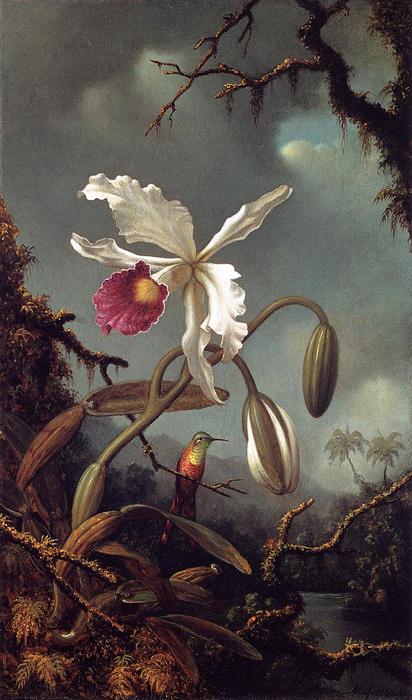 Wikioo.org - The Encyclopedia of Fine Arts - Painting, Artwork by Martin Johnson Heade - White Brazilian Orchid