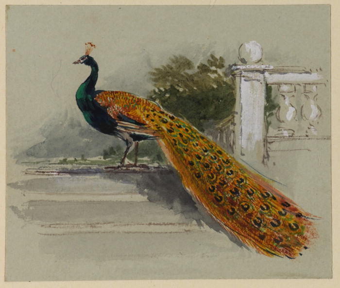WikiOO.org - Εγκυκλοπαίδεια Καλών Τεχνών - Ζωγραφική, έργα τέχνης Myles Birket Foster - Peacock