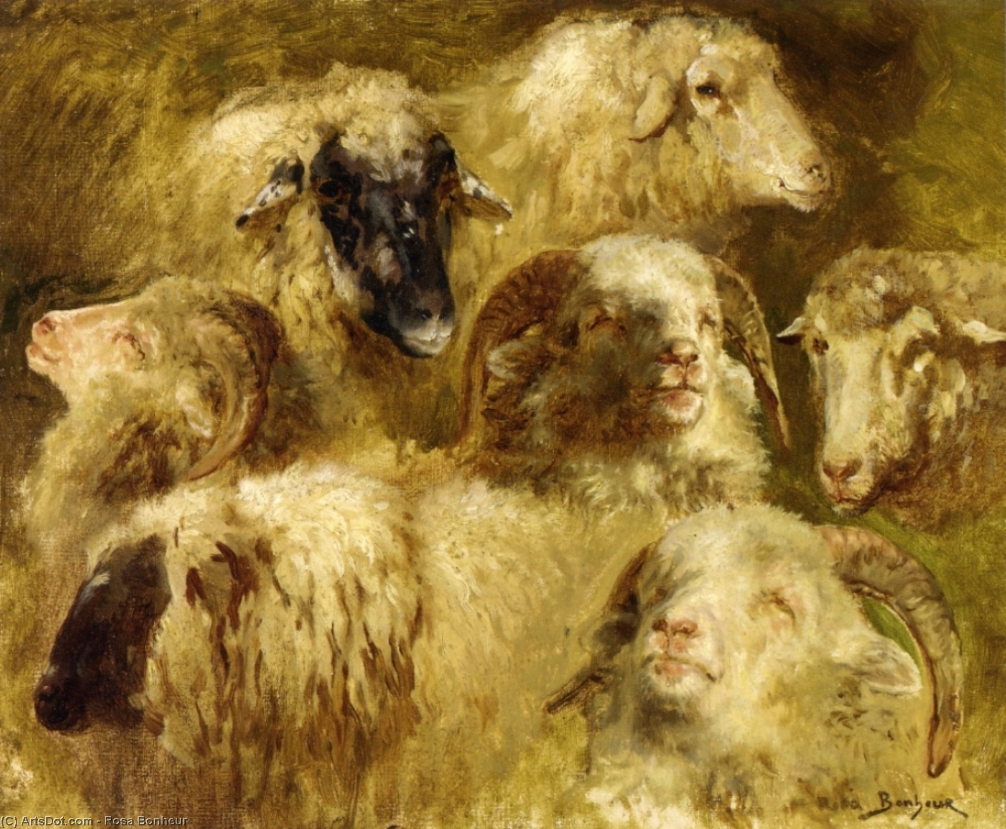 Wikioo.org - The Encyclopedia of Fine Arts - Painting, Artwork by Rosa Bonheur - Heads of Ewes and Rams