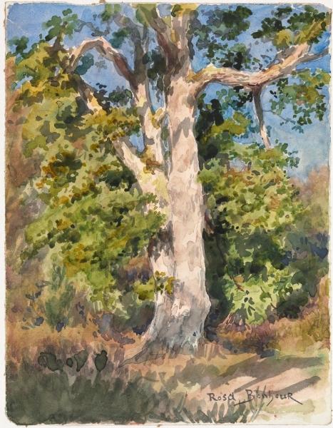 Wikioo.org - The Encyclopedia of Fine Arts - Painting, Artwork by Rosa Bonheur - Tree Study