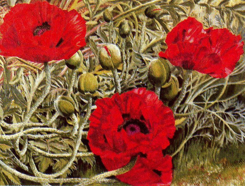 WikiOO.org - Encyclopedia of Fine Arts - Malba, Artwork Stanley Spencer - Poppies