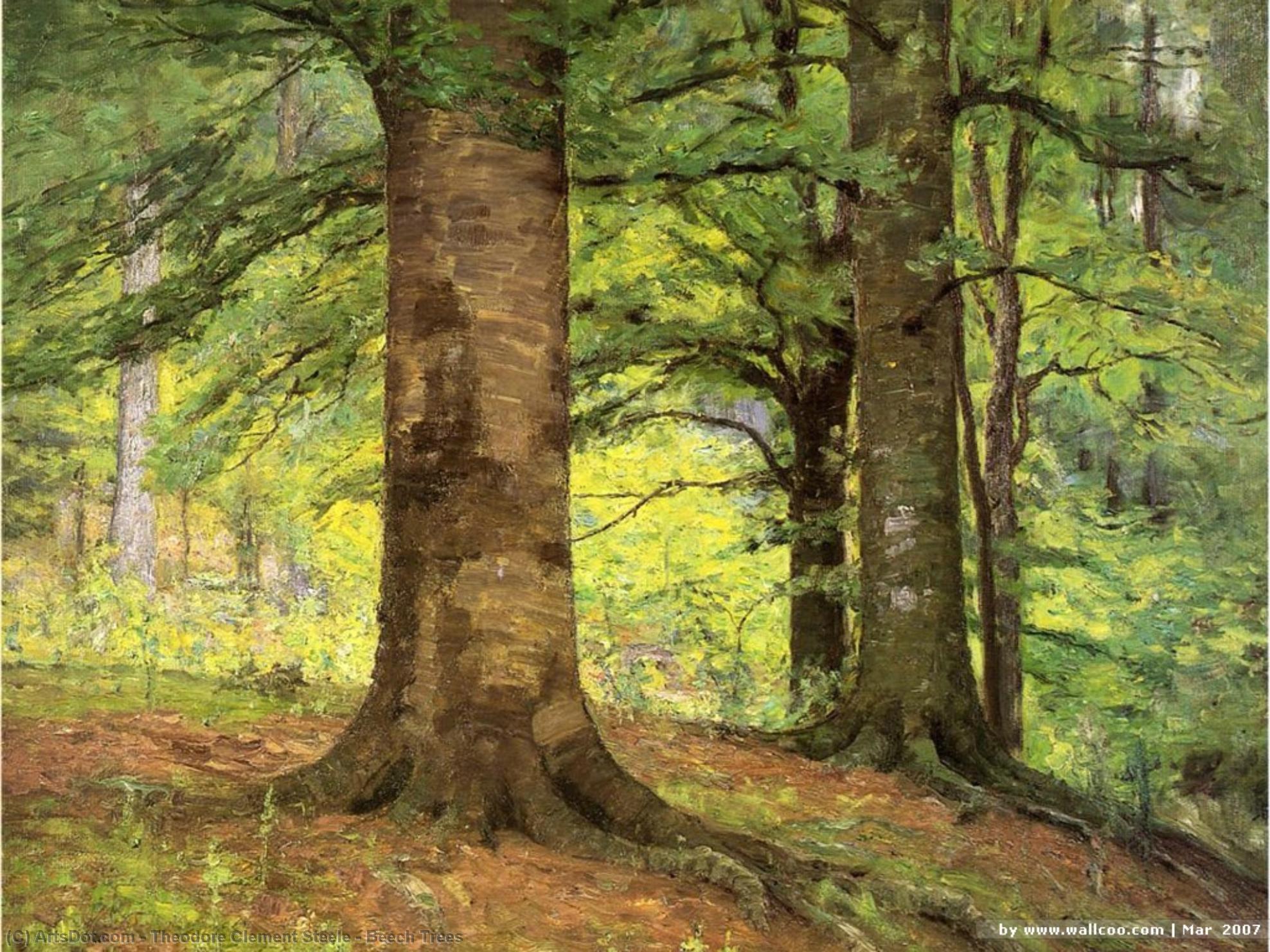 WikiOO.org - Enciklopedija dailės - Tapyba, meno kuriniai Theodore Clement Steele - Beech Trees