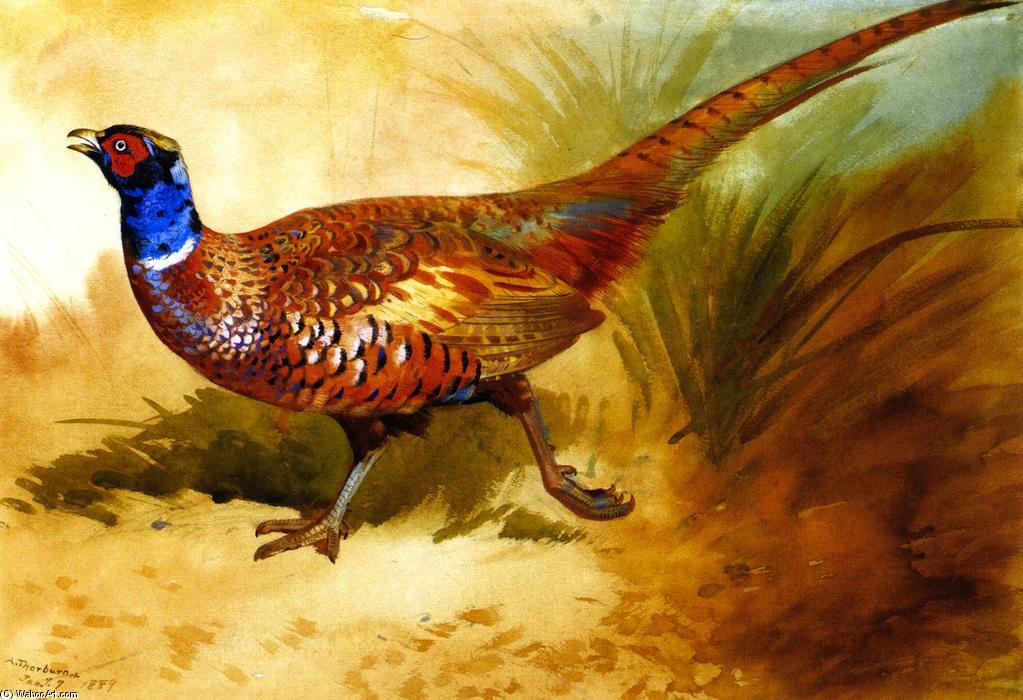 Wikioo.org - The Encyclopedia of Fine Arts - Painting, Artwork by Archibald Thorburn - Cock Pheasant