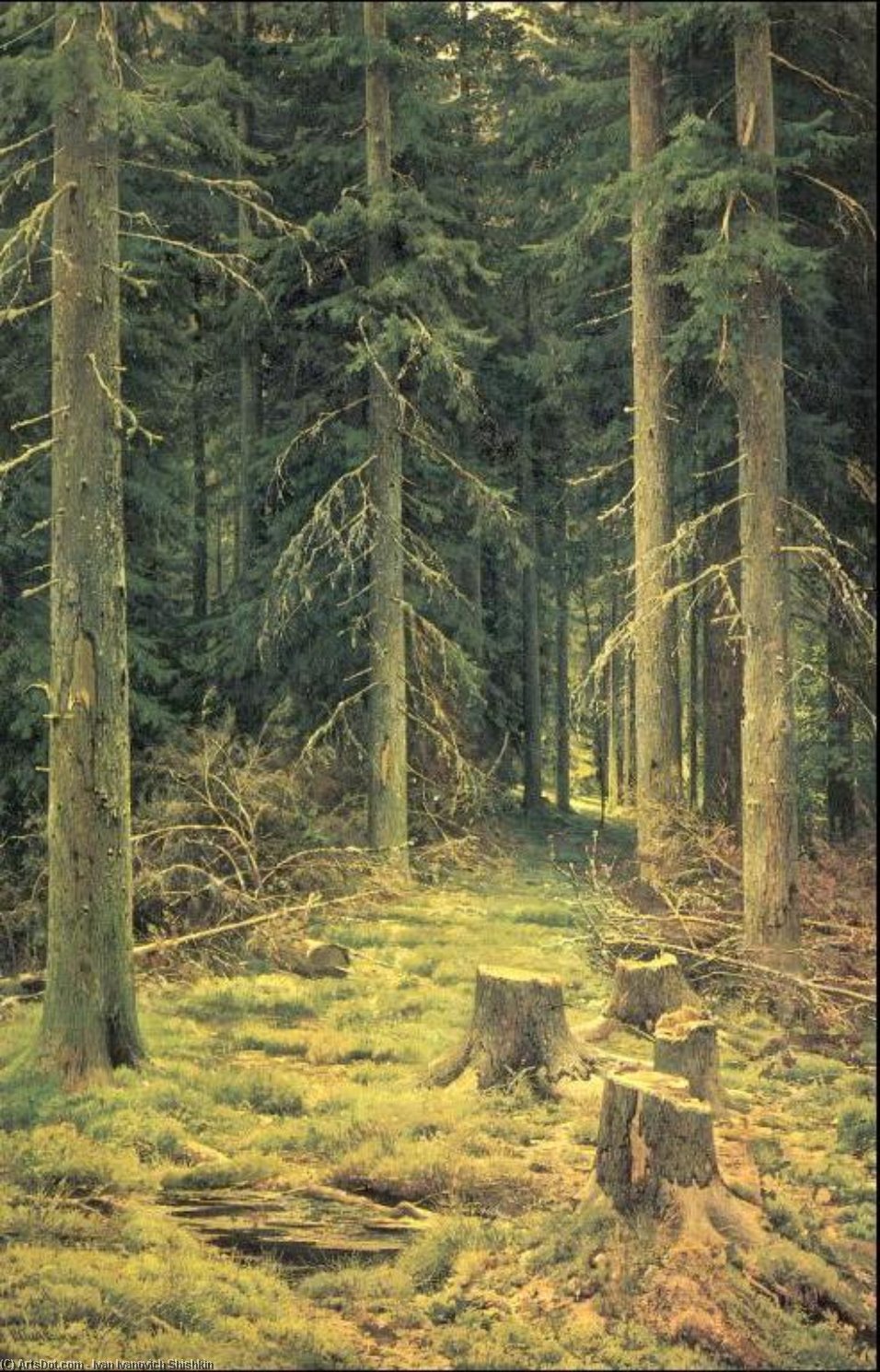 WikiOO.org - Encyclopedia of Fine Arts - Malba, Artwork Ivan Ivanovich Shishkin - Coniferous forest