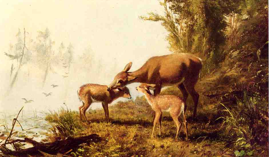 Wikioo.org - The Encyclopedia of Fine Arts - Painting, Artwork by Arthur Fitzwilliam Tait - Deer in the Woods