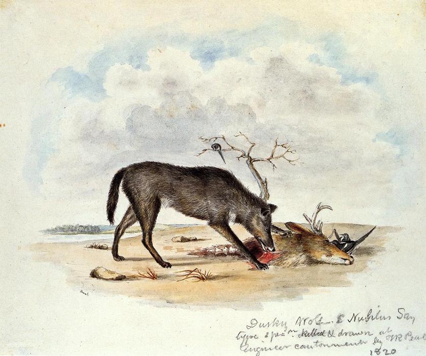 WikiOO.org - 백과 사전 - 회화, 삽화 Titian Ramsay Peale - Dusky Wolf (Lupus Nubilus) (also known as Devouring a Mule-Deer Head)