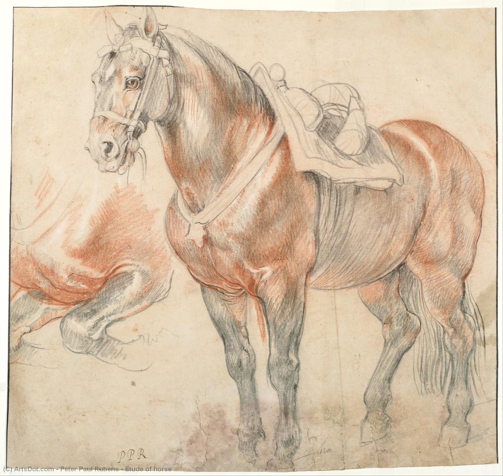 Wikioo.org - Bách khoa toàn thư về mỹ thuật - Vẽ tranh, Tác phẩm nghệ thuật Peter Paul Rubens - Etude of horse