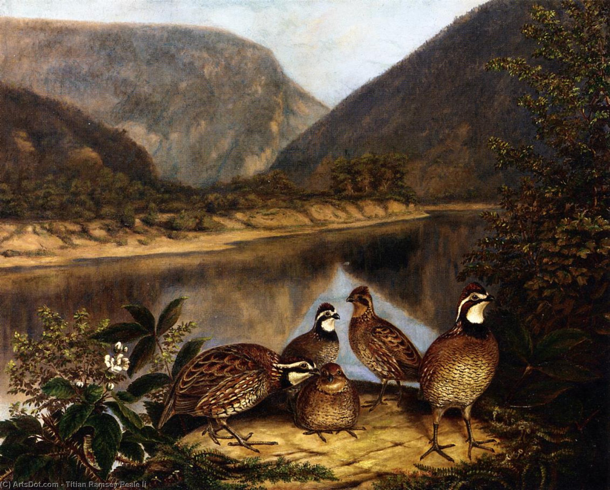 Wikioo.org - The Encyclopedia of Fine Arts - Painting, Artwork by Titian Ramsey Peale Ii - Five Bobwhites at the Delaware Water Gap